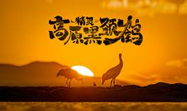 中国电视-《高原精灵黑颈鹤》 