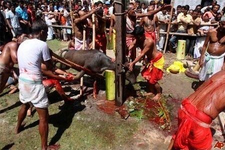 印度宗教献祭(资料图)