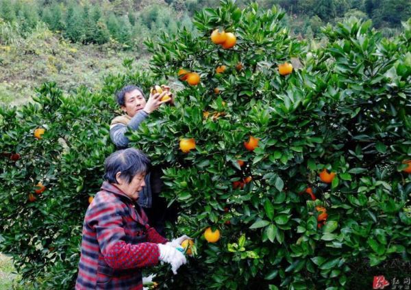 脐橙发源地崀山将迎来堪比“双11剁手节”的旅游购物狂欢 脐橙发源地崀山将迎来堪比“双11剁手节”的旅游购物狂欢