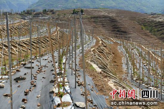 百香果长势良好。(白里呷摄) 百香果长势良好。(白里呷摄)